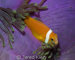 Anemone and Clown Fish by Jared Klein 